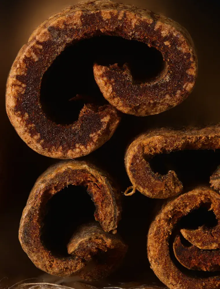 Thick rolls of cassia bark, seen end-on