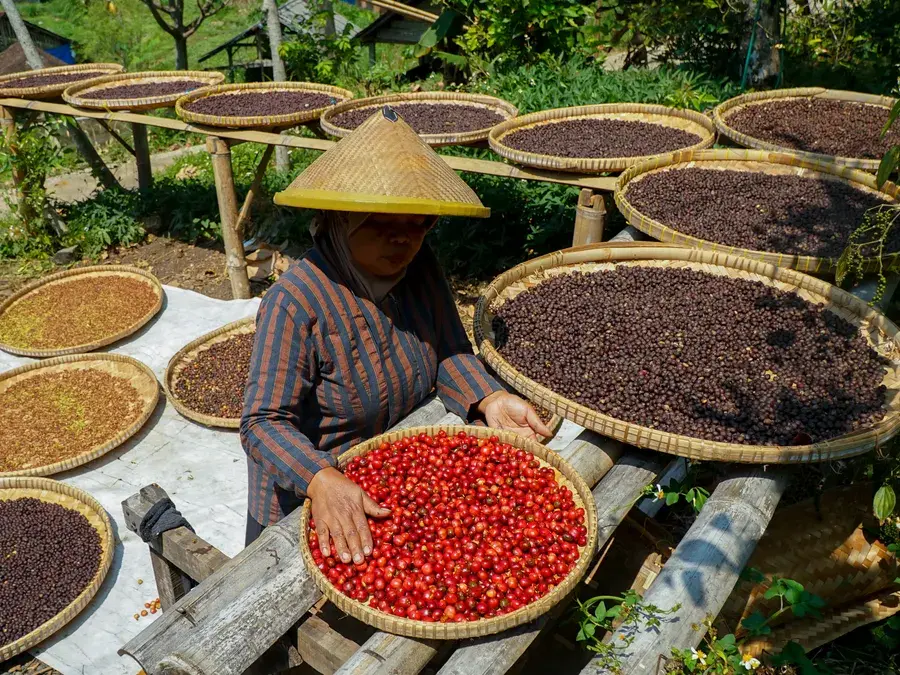 A farmer turning coffee cherries on round woven drying trays