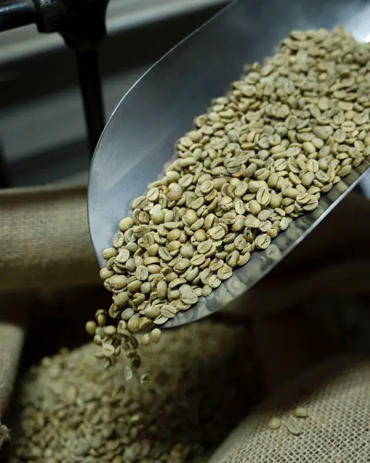 A steel scoop pouring green coffee beans into a jute sack