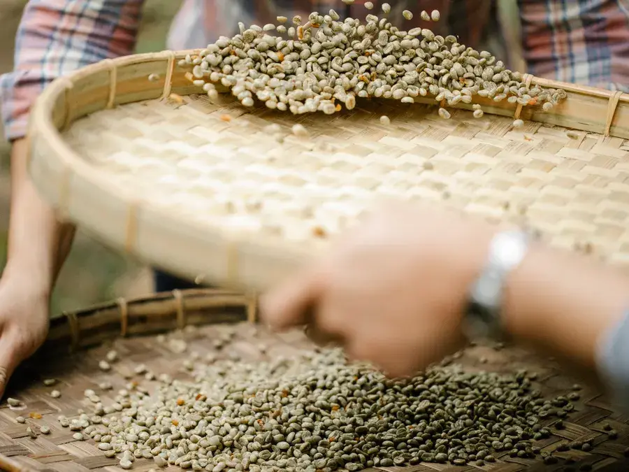Hands sifting green coffee beans on a bamboo tray