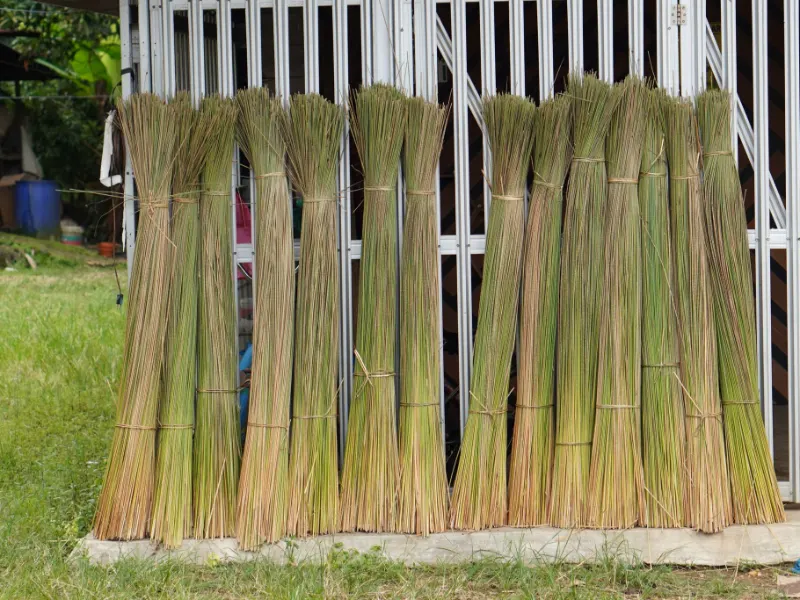 Tall bundles of harvested purun grass standing to dry against a house fence